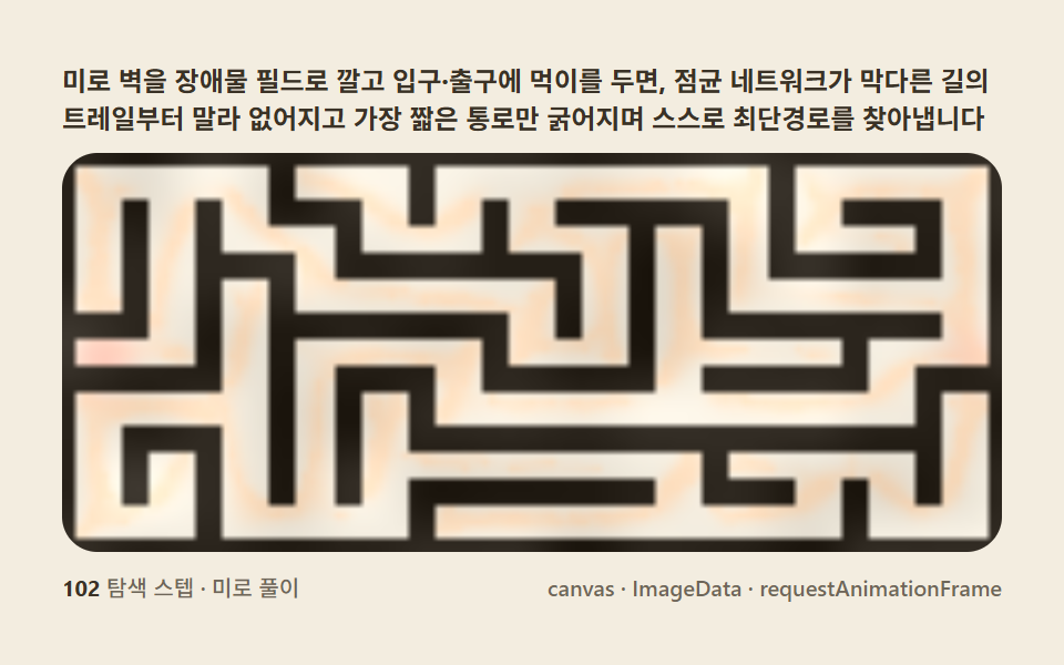 Maze shortest path — the Ig Nobel-winning experiment, rebuilt in canvas
